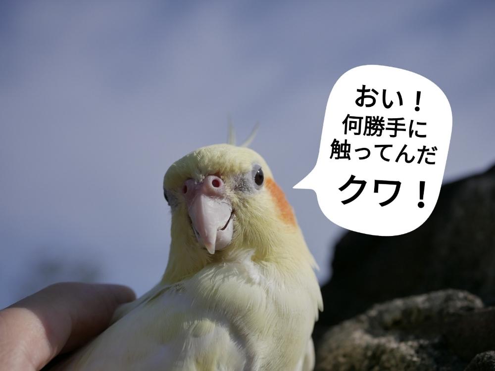 オカメインコ ゆずの投稿画像 By ゆず花さん インコ部 18月9月21日 Greensnap グリーンスナップ