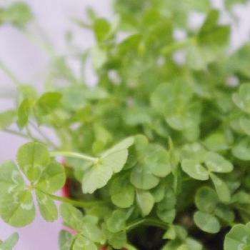 本物の四つ葉のクローバーの投稿画像一覧 Greensnap グリーンスナップ