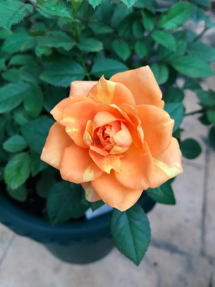 マラクジャコルダーナの投稿画像 By ケーコさん オレンジ色の花とコルダナローズとミニバラ鉢植えとかわいい と咲きましたと花のある暮らしとバラ ミニバラとコルダーナシリーズ 18月9月21日 Greensnap グリーンスナップ