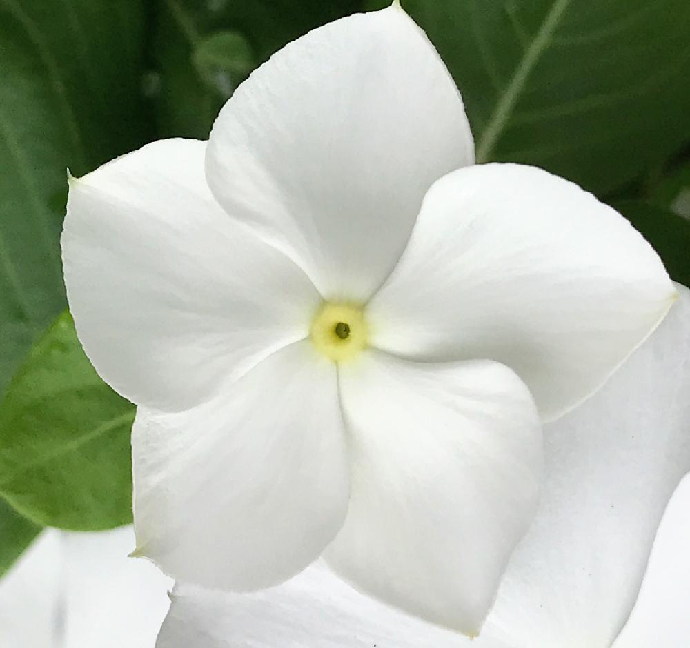 白い花の投稿画像 By ふゆざくらさん 夏の花と爽やかときれい 18月9月21日 Greensnap グリーンスナップ