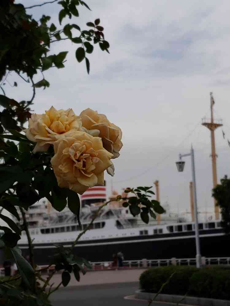 花言葉(江の島)さんの山下公園への投稿