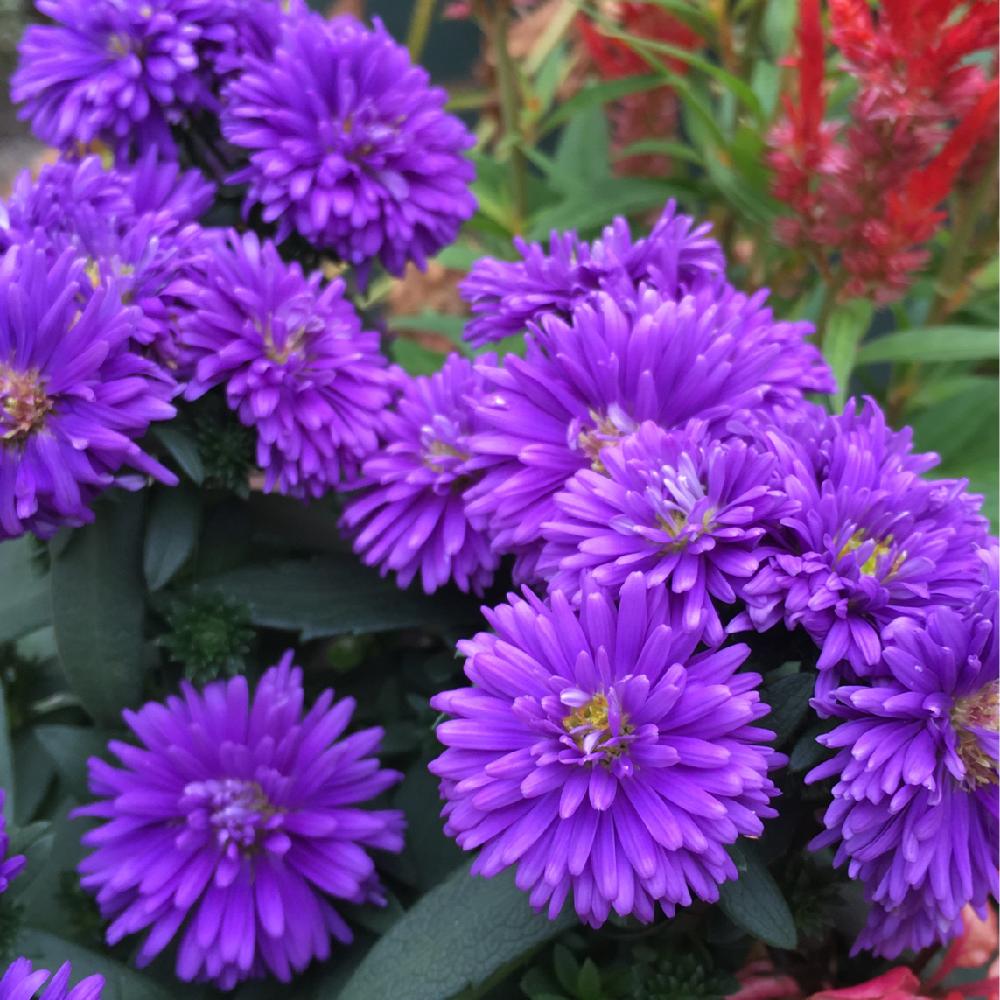 秋っぽい の投稿画像 By りりこさん 紫色の花とgs映えとno Green No Lifeと濃い紫色とアスター ミステリーレイディとアスター と八重咲きアスターとアスターミステリーレディと青い花マニアと小さな庭と秋っぽい と紫色の花とgs映えとno Green No Lifeと濃い紫色と
