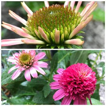 バレンギクの投稿画像一覧 Greensnap グリーンスナップ バレンギクの投稿画像一覧 Greensnap グリーンスナップ