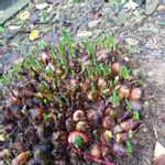 彼岸花球根の一覧 Greensnap グリーンスナップ