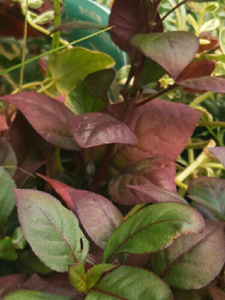 アルテルナンテラ パープルプリンス の投稿画像 By Reikoriseさん 寄せ植えと秋を感じると植物大好きとgs映えとgs日和と植中毒と小さいお庭とゆるキャラ倶楽部と花のある暮らし 18月9月22日 Greensnap グリーンスナップ
