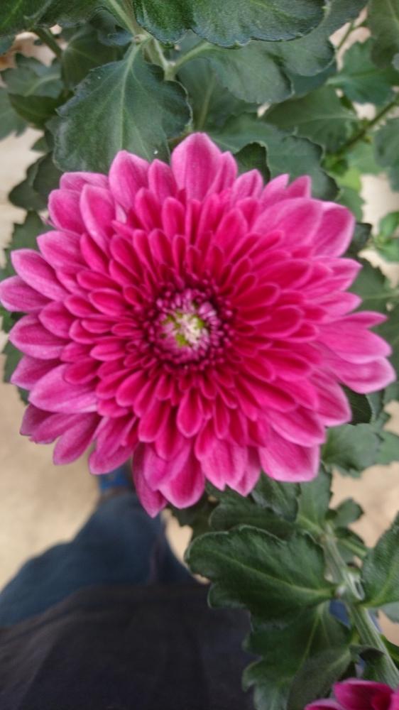 ポットマム ダンテの投稿画像 By 城西園芸センターさん 小さな庭と花のある暮らしと花のある暮らし 18月9月22日 Greensnap グリーンスナップ Greensnap グリーンスナップ