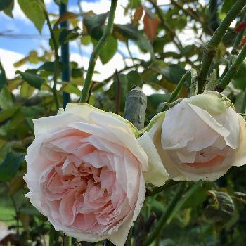バラ ロードリーオベロンの画像 by よりさん | 小さな庭とバラ ロードリーオベロンとばら バラ 薔薇とナチュラルガーデンと今日のお花とイングリッシュ・ローズとズボラガーデナーと可愛いと薔薇♪とバラ・ミニバラとDAVID AUSTIN ROSES