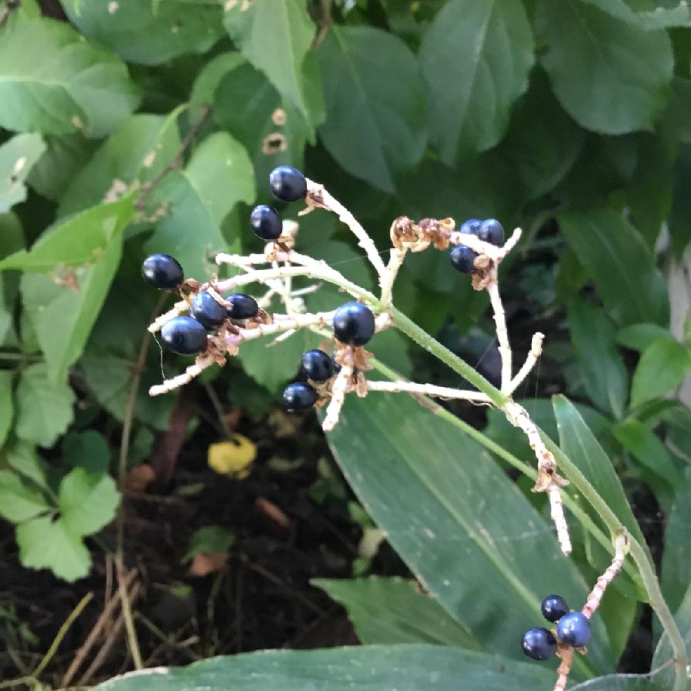 ヤブミョウガの実の投稿画像 By うみ さん ミョウガの葉に似てると花のある暮らしと青い実と秋の花と白い花 18月9月22日 Greensnap グリーンスナップ