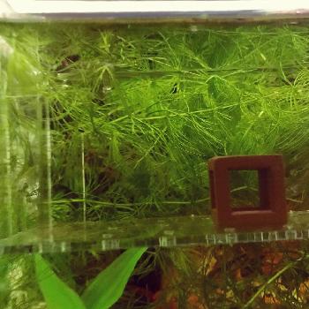 水草 マツモの投稿画像一覧 Greensnap グリーンスナップ