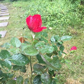 クリムゾンスカイの画像 by ちえり。さん | 広い庭と薔薇とクリムゾンスカイと雨に輝くと真っ赤なバラと成長と真っ赤と薔薇♪とroseと咲いた！