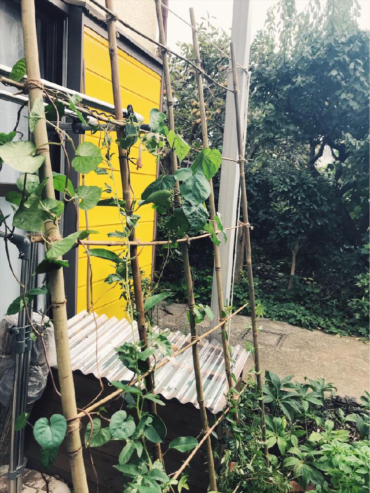 カロライナジャスミンの投稿画像 By 33さん いい香りと香りを楽しむと支柱 18月9月23日 Greensnap グリーンスナップ