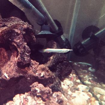 ゴールデン デルモゲニーの投稿画像一覧 Greensnap グリーンスナップ