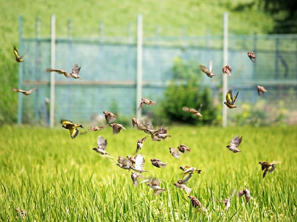 田んぼの投稿画像 By Otoさん 秋の野鳥景色とちゅん と野鳥さん飛翔 とカワラヒワと野鳥のいる景色 18月9月23日 Greensnap グリーンスナップ
