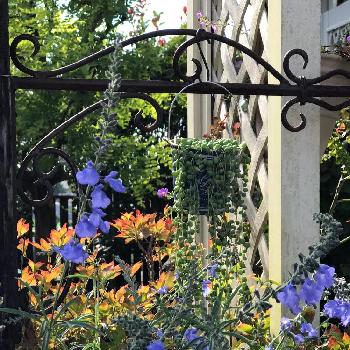 スカイブルーセージの画像 by Rosemaryさん | 小さな庭と青い花好きとスカイブルーセージ