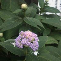 タマアジサイ,黒羽 雲巌寺,アジサイ大好き♡の画像