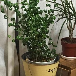 ベンジャミンバロック,部屋の画像