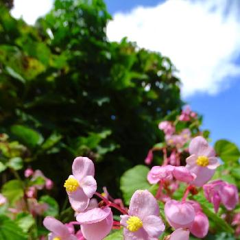 シュウカイドウ属の画像 by himeuzuさん | お出かけ先と秋海棠とシュウカイドウとシュウカイドウ科とピンクの花とシュウカイドウ属と9月と帰化植物と花のある暮らしと青空