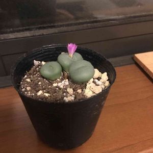 コノフィツム薄紫花,階段/廊下の画像