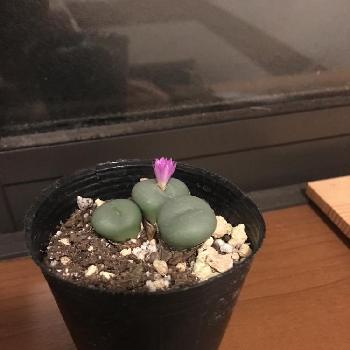 クレピドマネスの画像