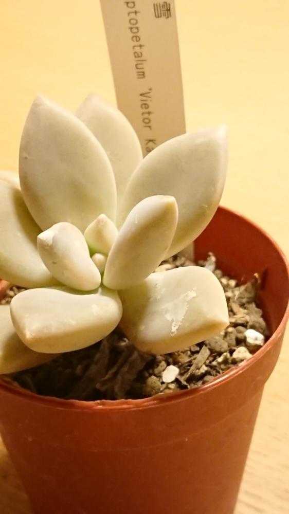 18 9 23 12 01 仲間入りした多肉植物の成長過程 Greensnap グリーンスナップ