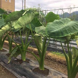 サトイモ,はたけ,収穫,収穫物,自家製野菜の画像