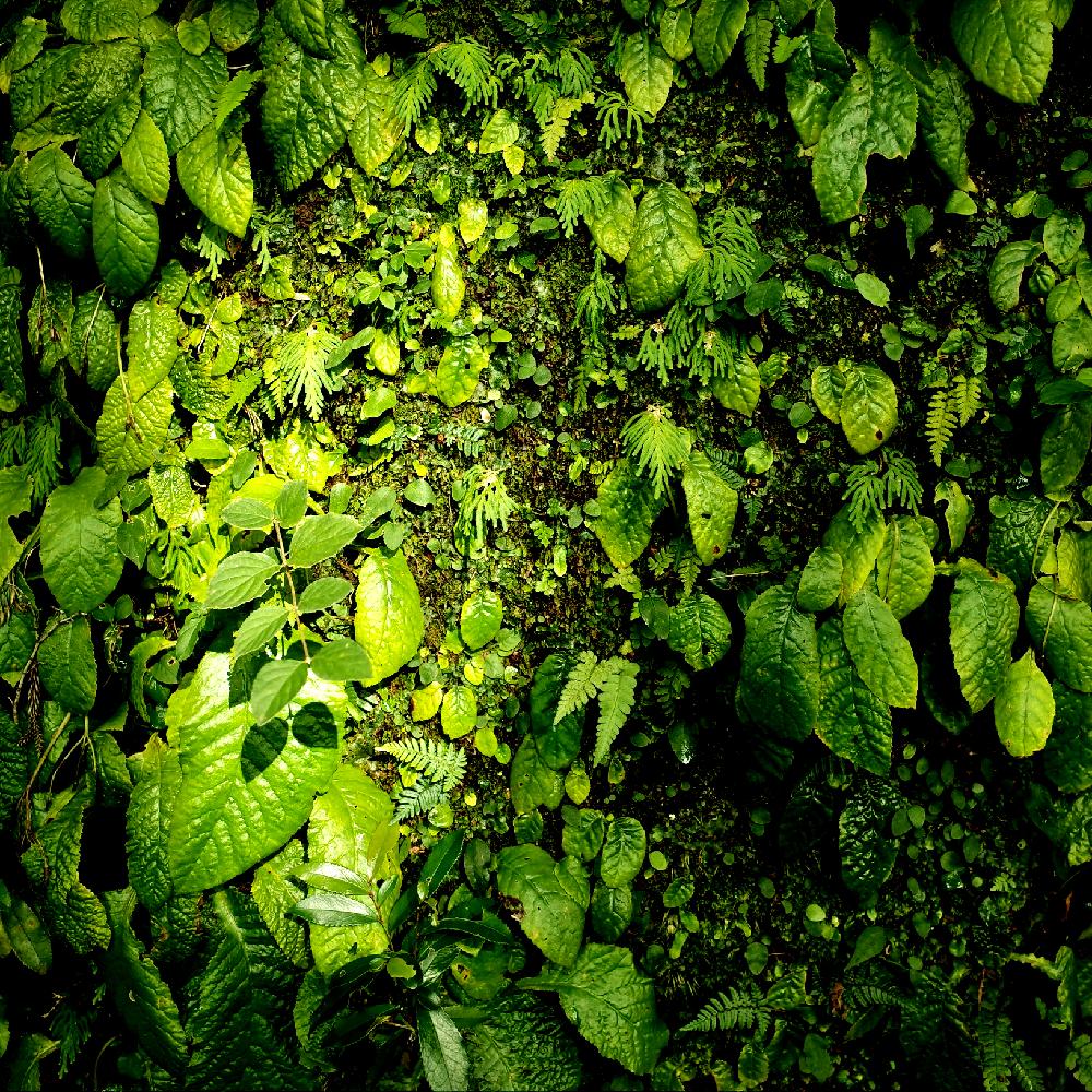 シダの投稿画像 By Apricot53さん 植物のある暮らしとグリーンウォールと シダ植物 コンテストと日本庭園と庭師と造園とウォールデコレーションと庭園と庭仕事とガーデニングとシダ植物 18月9月24日 Greensnap グリーンスナップ