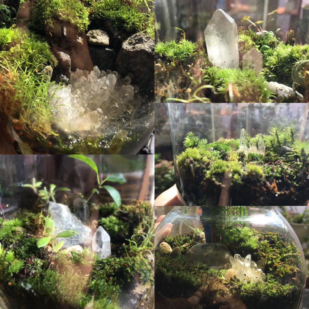 アイリッシュモスの投稿画像 By Komacafeさん 苔 コケ とコケテラリウムとガジュマルと寄せ植えとgs映えとテラリウム と石とグリーンとコケリウムとミニ庭園と苔テラリウムと水晶 18月9月24日 Greensnap グリーンスナップ