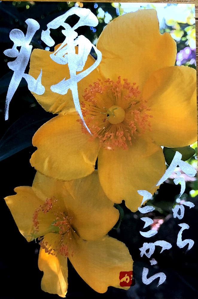 花のある暮らしの投稿画像 By 和花さん 何の花かな と名前を教えてください 18月9月24日 Greensnap グリーンスナップ