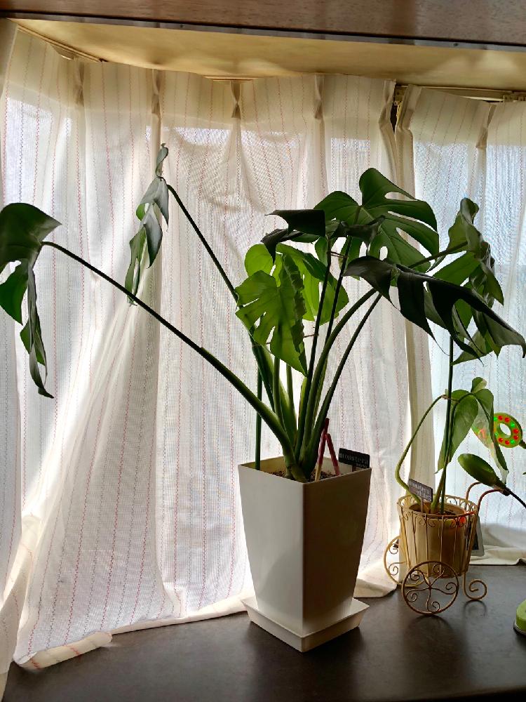 モンステラの投稿画像 By しおりさん 観葉植物と出窓グリーンと植物のある暮らし 18月9月24日 Greensnap グリーンスナップ
