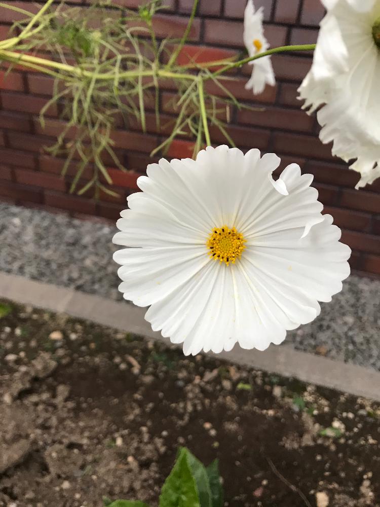 コスモスの投稿画像 By にゃほいさん 18月9月24日 Greensnap グリーンスナップ Greensnap グリーンスナップ