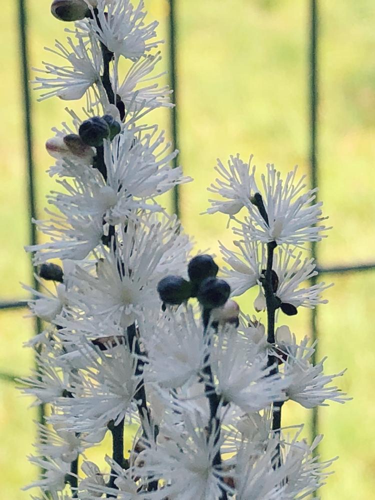 サラシナショウマの投稿画像 By Kiyokoさん 茶花と サラシナショウマと花のある暮らしと白い花と秋の花 18月9月24日 Greensnap グリーンスナップ