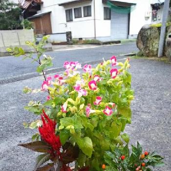 安く買った花の投稿画像一覧 Greensnap グリーンスナップ