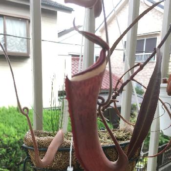 ネペンテス アルボマルギナタの投稿画像一覧 Greensnap グリーンスナップ