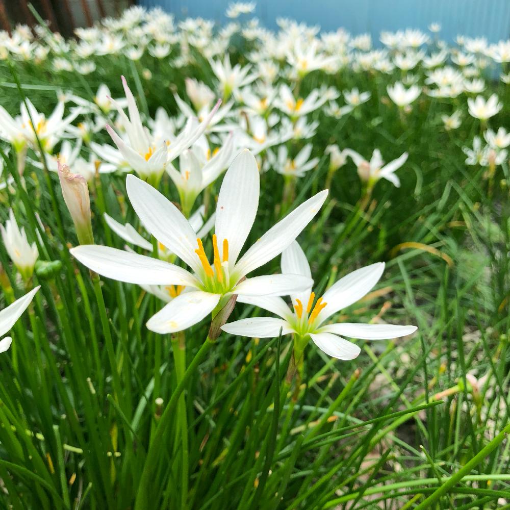 タマスダレの投稿画像 By ことりさん 花のある暮らしとかわいいとどんどん増えると白い花と球根植物 18月9月24日 Greensnap グリーンスナップ