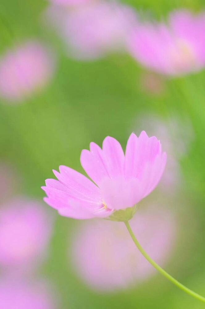 コスモスの投稿画像 By はあにょんさん 18月9月24日 Greensnap グリーンスナップ