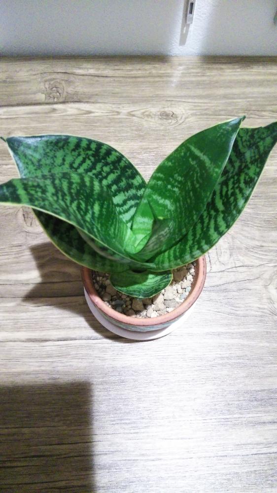 サンスベリアの投稿画像 By Naさん 小さい苗から大きく育てる事が好きとサンスベリア属と天然空気清浄機と主人のサンスベリア と300均と新入りと書斎と成長記録と新入りさんと初めてと空気清浄機と植え替え完了 18月9月24日 Greensnap グリーンスナップ