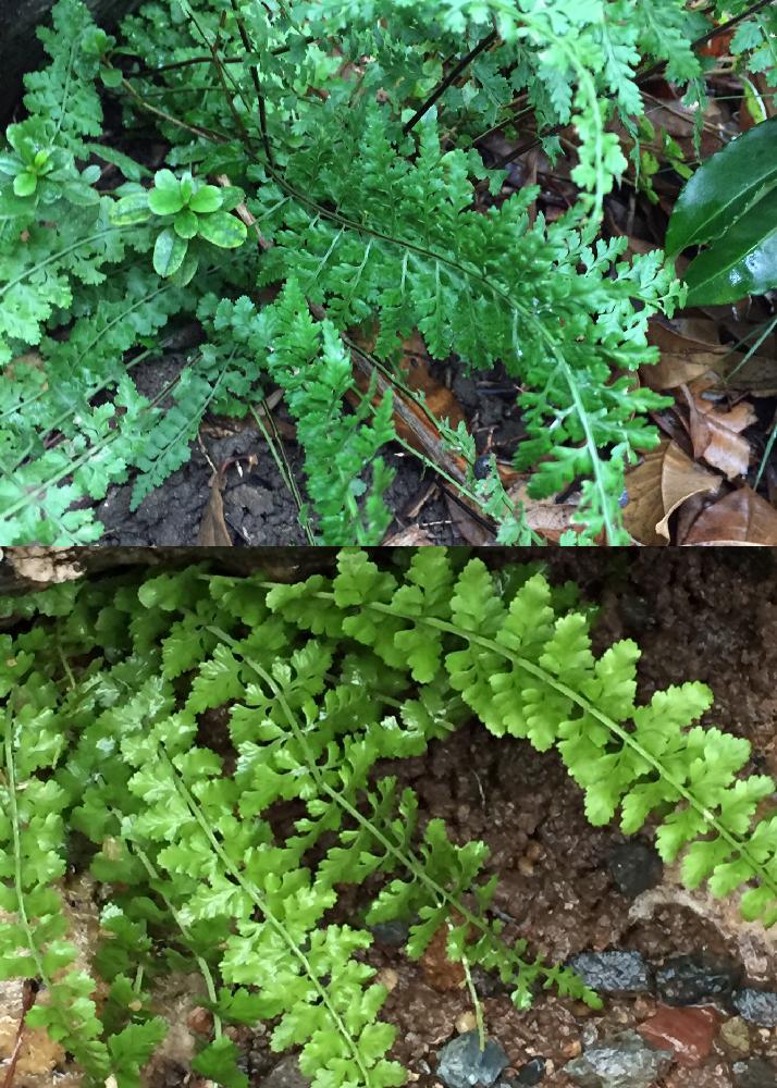 普及シダを愛でる会の投稿画像 By 美野美谷さん 和の庭と和風の庭と庭のシダと北の大地北海道とシダ植物と羊歯植物とmy 苔 羊歯 18月9月25日 Greensnap グリーンスナップ