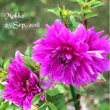 存在感抜群の画像 by モッコさん | 小さな庭とダリアと気品の紫と存在感抜群と雨に輝くと大きい！と花のある暮らしと直径 約15cmと咲いた！