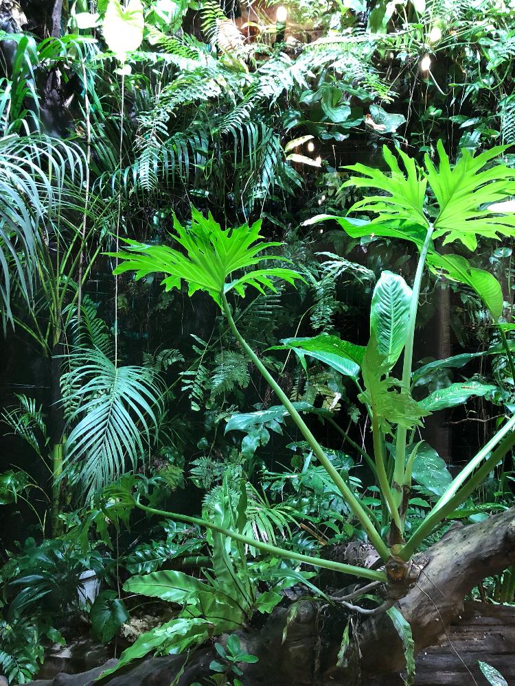 シダ植物 コンテストの投稿画像 By Saccoさん ジャングルガーデンとジャングル 18月9月25日 Greensnap グリーンスナップ