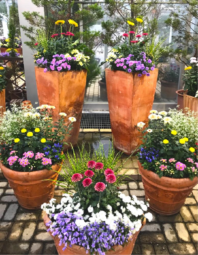 アスターの投稿画像 By 茶々のお庭さん ガーベラとイワシャジンとダリアとキクとポンポンマムとリンドウとユーフォルビア ダイヤモンドフロストとhtcと 寄せ植えと こまち多肉部 とブルーメッセあきたとゆるキャラ倶楽部 18月9月26日 Greensnap グリーンスナップ