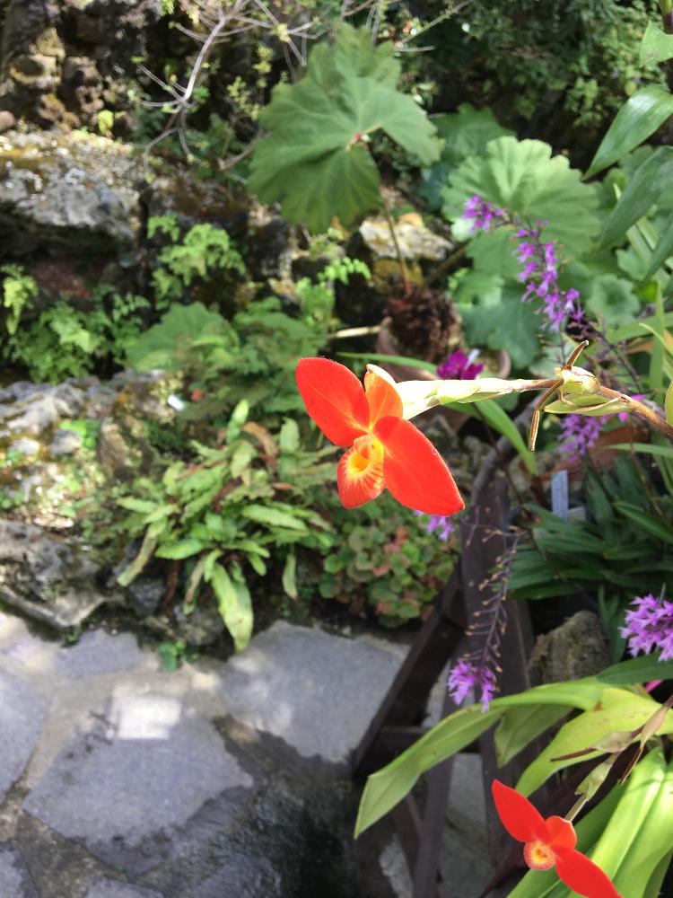 フラグミペディウム ベッセの投稿画像 By とくさん 植物園と咲くやこの花館と高山植物類 18月9月26日 Greensnap グリーンスナップ