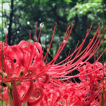 大好きだからの画像 by のかさん | お出かけ先とヒガンバナと昭和記念公園と赤い花と曼珠沙華と大好きだから