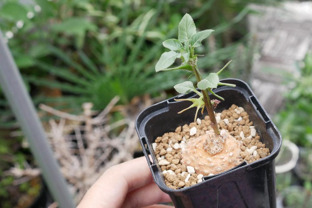 多肉植物の投稿画像 By りとまんさん マイ コレクションと輸入株と コーデックス コンテストと国内株とコーデックスと植中毒と今日の一枚と実生と塊根植物とタニラーと珍奇植物とビザールプランツとバルコニスト 18月9月26日 Greensnap グリーンスナップ