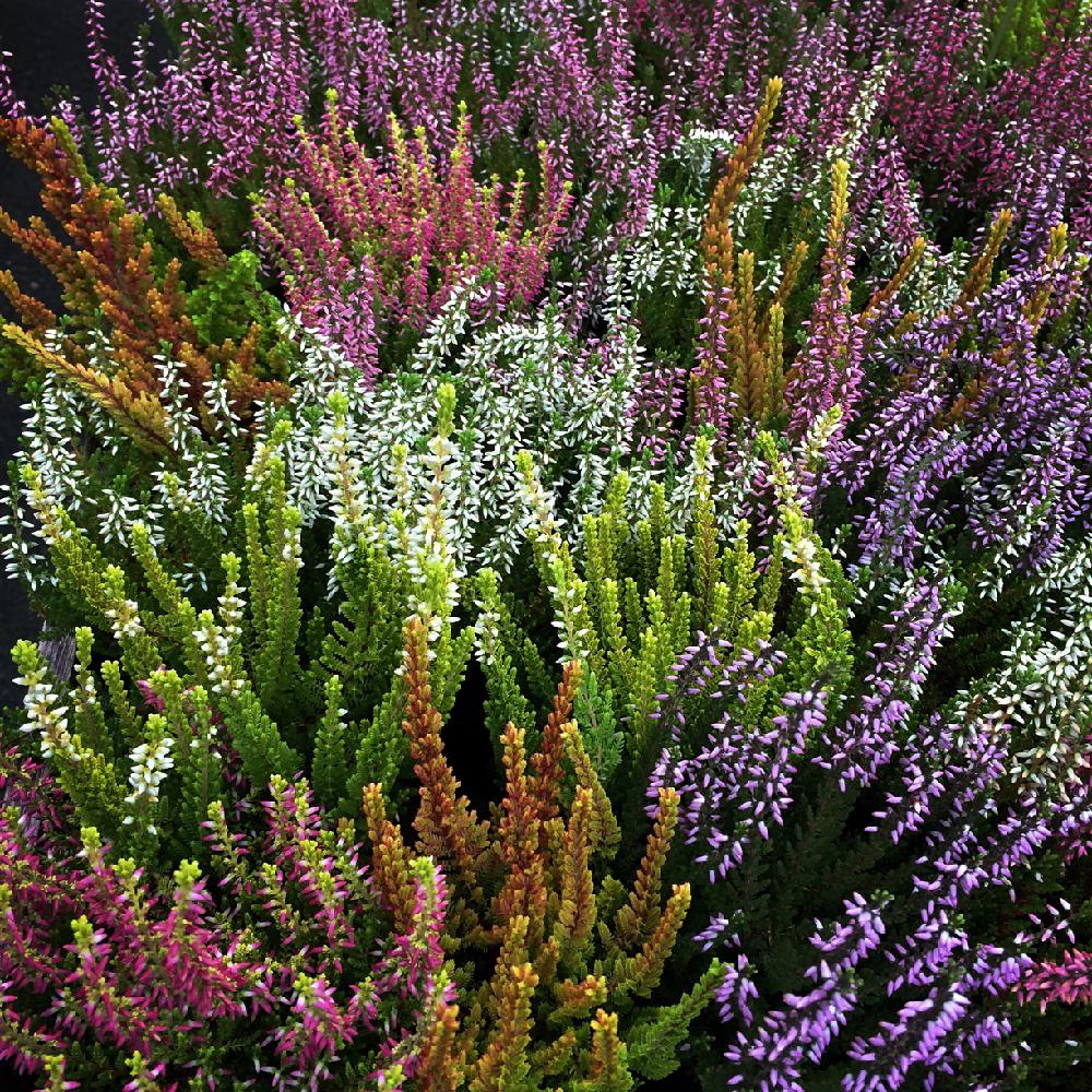 カルーナ ガーデン ガールズの投稿画像 By オザキフラワーパークさん 花のある暮らしと育てやすいと色彩 18月9月26日 Greensnap グリーンスナップ