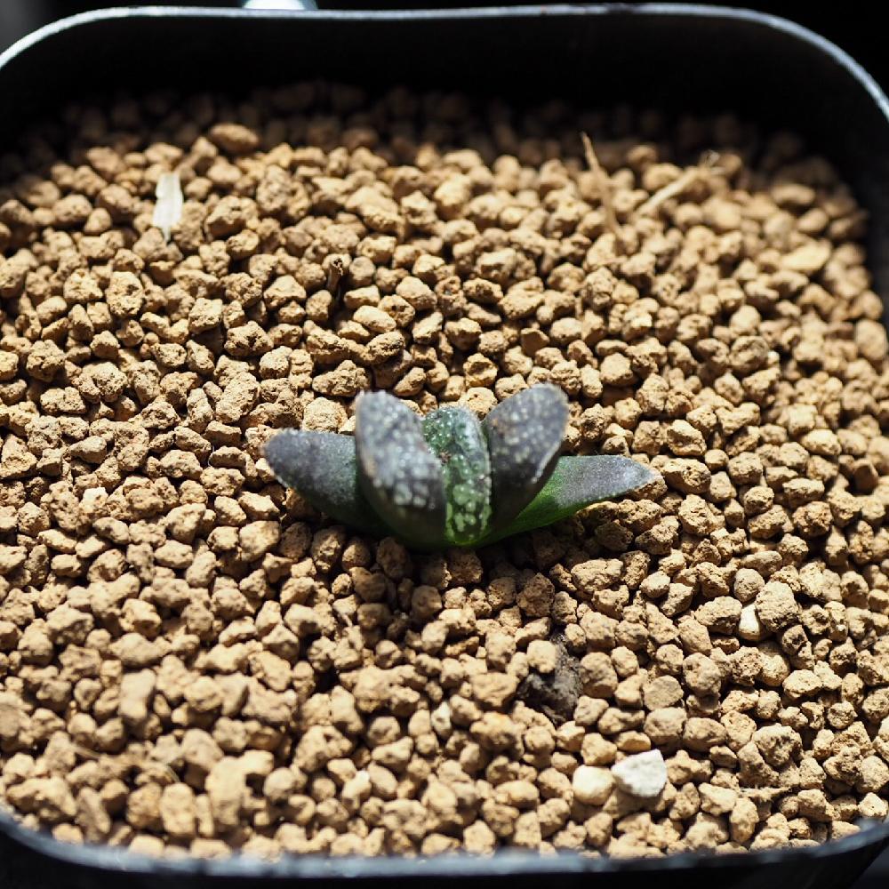 ハオルチアの投稿画像 By ｼﾞﾝｺﾞﾛさん 多肉植物と多肉男子と軟葉系ハオルチアとolympus Airとハオルチア 属とチルアウトとgs映えと多肉植物のある暮らしとエンゲイ係数高めと上昇するエンゲイ係数とわびさびとロハスフェスタ東京18 18月9月26日 Greensnap