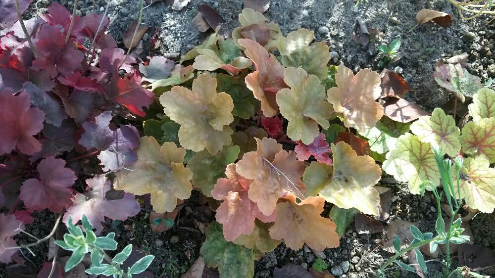 ヒューケラ の投稿画像 By クローバーさん ステキ とオシャレと花壇とgs映えと秋色ときれいな色とかわいい色と花のある暮らしとオススメ といやされるとかわいいな といいお天気 とさわやか 18月9月26日 Greensnap グリーンスナップ