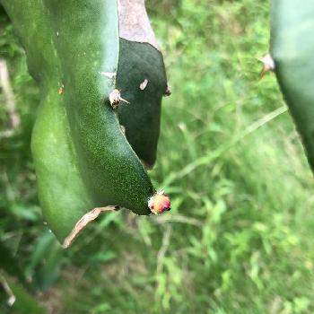 サボテン 三角柱の投稿画像一覧 Greensnap グリーンスナップ