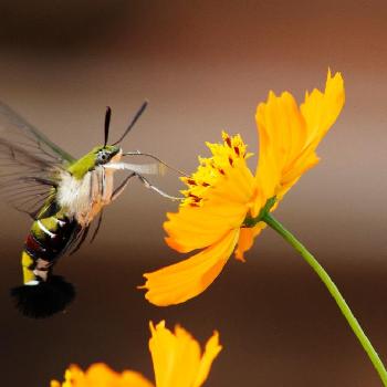 オオスカシバ の投稿画像一覧 Greensnap グリーンスナップ