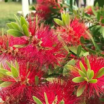 金宝樹…の画像 by miyuさん | お出かけ先と金宝樹…と赤い花と可愛い～( ´艸｀)♡とブラシの木…