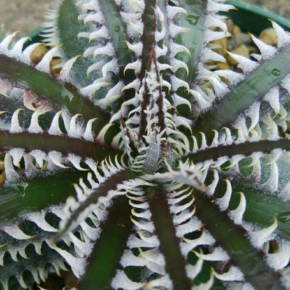 ディッキア 禍々しい Dyckia 'Arizona' original clone Bill ディッキア 禍々しい Dyckia 'Arizona' original clone Bill